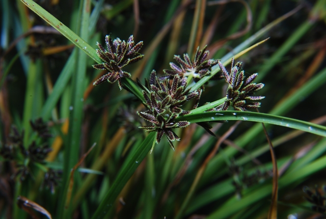 Cyperus fuscus / Zigolo nero